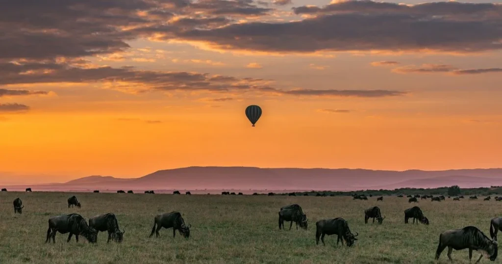 safari trip to africa