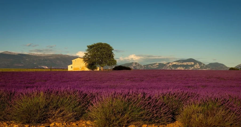 farm trip to france